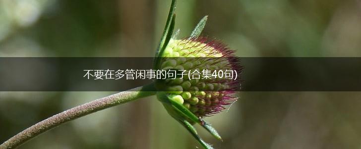 不要在多管闲事的句子(合集40句),第1张