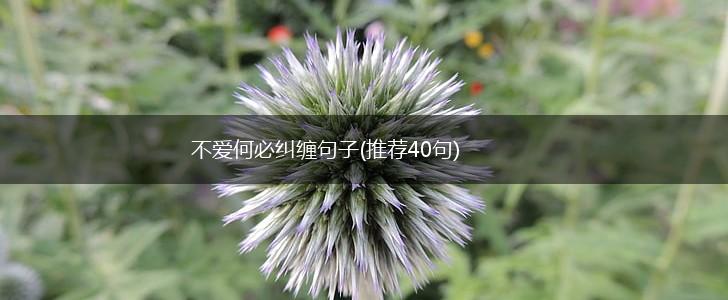 不爱何必纠缠句子(推荐40句),第1张