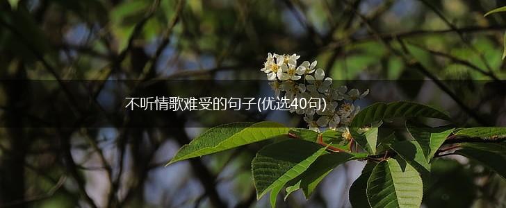 不听情歌难受的句子(优选40句),第1张