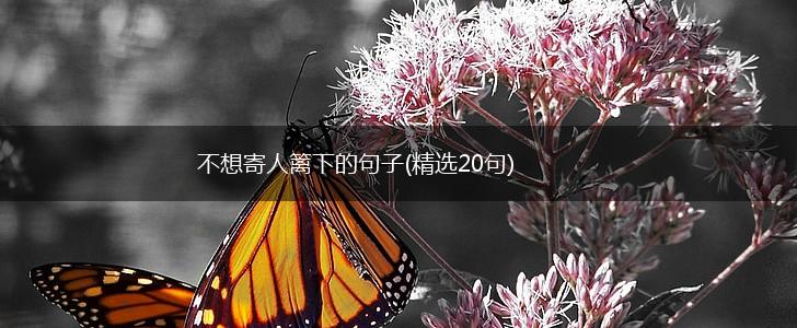 不想寄人篱下的句子(精选20句),第1张