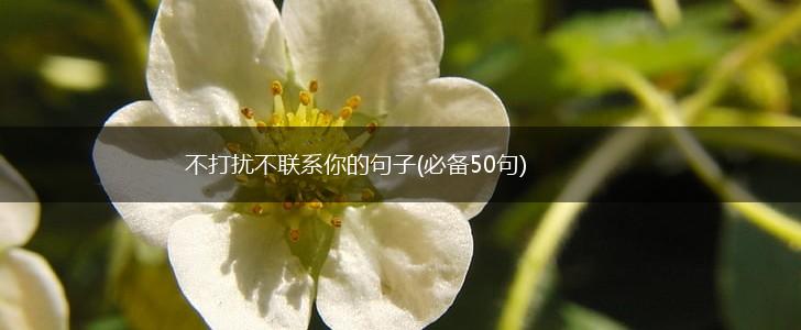 不打扰不联系你的句子(必备50句),第1张