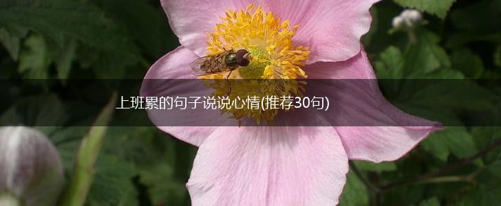 上班累的句子说说心情(推荐30句),第1张