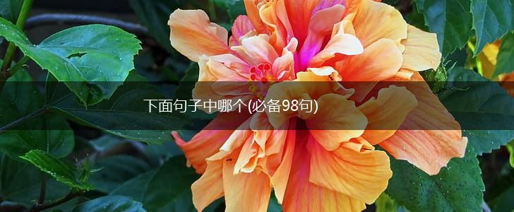 下面句子中哪个(必备98句),第1张