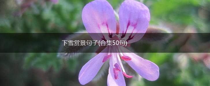 下雪赏景句子(合集50句),第1张
