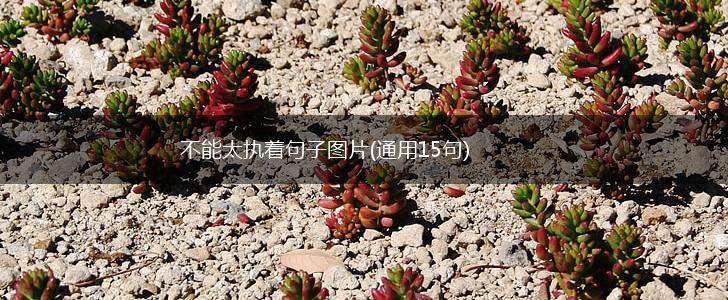 不能太执着句子图片(通用15句),第1张