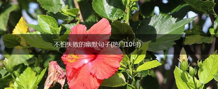 不怕失败的幽默句子(热门10句),第1张