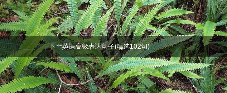 下雪英语高级表达句子(精选102句),第1张