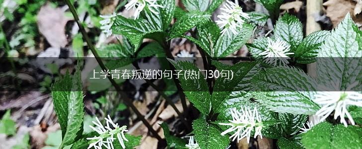 上学青春叛逆的句子(热门30句),第1张