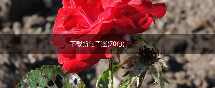 下载新句子迷(70句),第1张