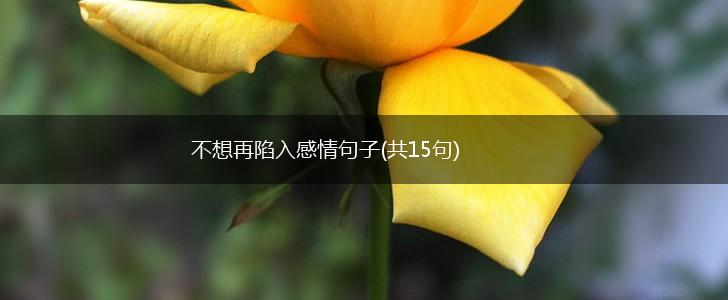 不想再陷入感情句子(共15句),第1张