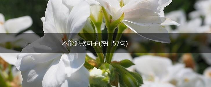 不能退款句子(热门57句),第1张