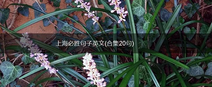 上海必胜句子英文(合集20句),第1张