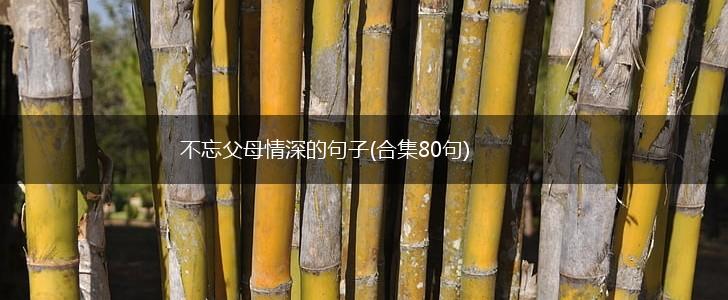 不忘父母情深的句子(合集80句),第1张