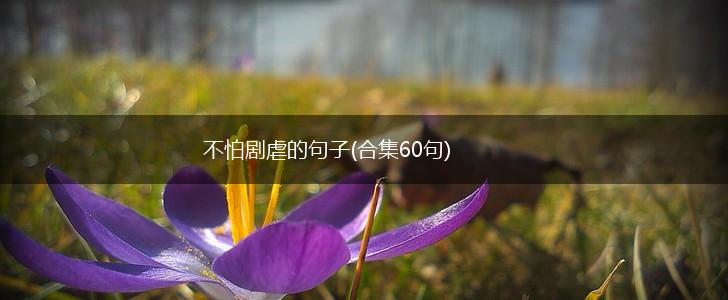 不怕剧虐的句子(合集60句),第1张