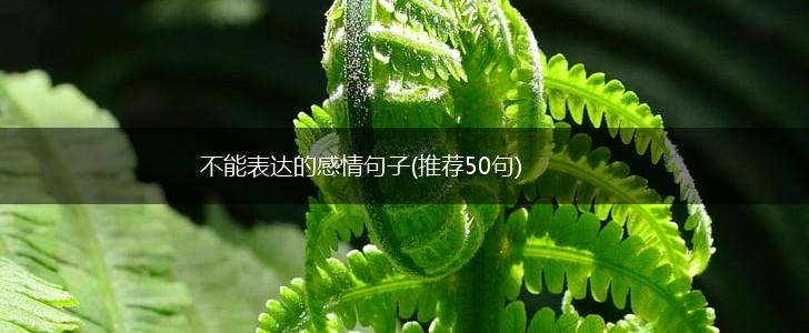 不能表达的感情句子(推荐50句),第1张