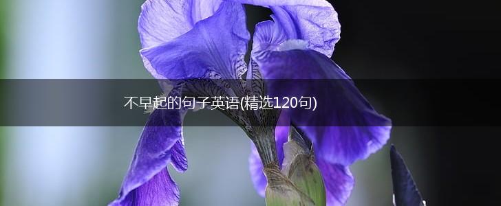 不早起的句子英语(精选120句),第1张