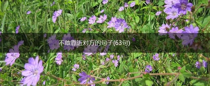 不敢靠近对方的句子(63句),第1张
