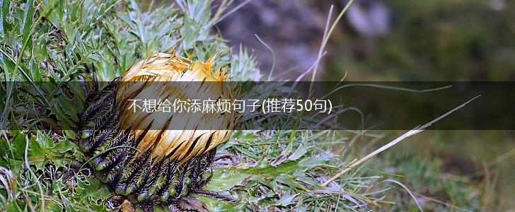 不想给你添麻烦句子(推荐50句),第1张