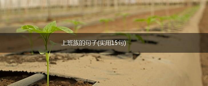 上班族的句子(实用15句),第1张