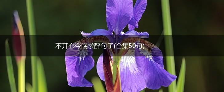 不开心今晚求醉句子(合集50句),第1张