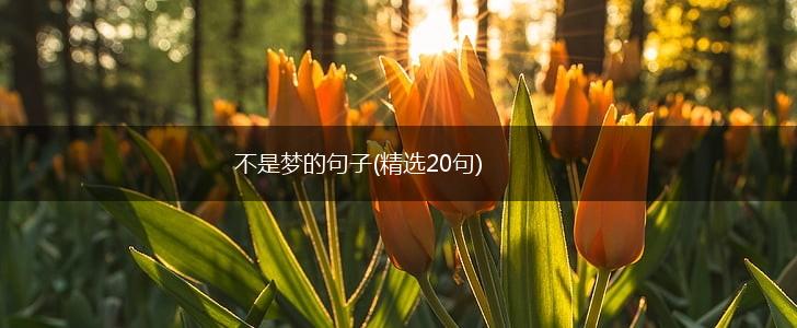 不是梦的句子(精选20句),第1张