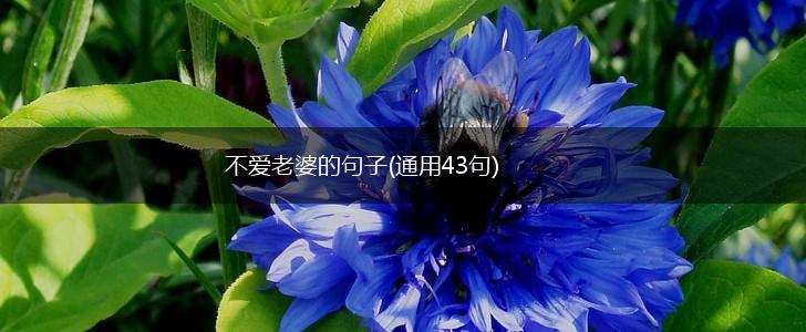 不爱老婆的句子(通用43句),第1张