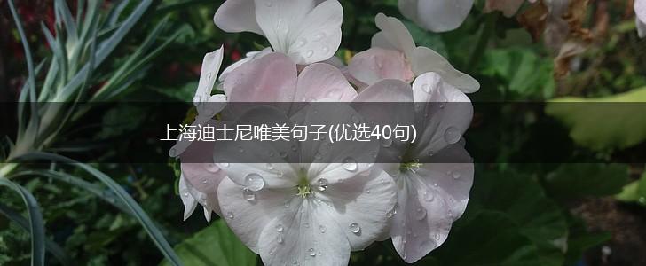 上海迪士尼唯美句子(优选40句),第1张