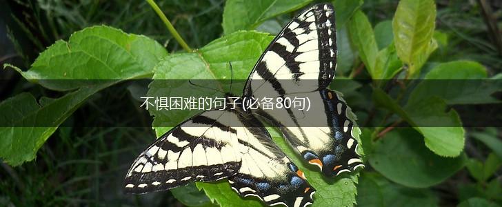 不惧困难的句子(必备80句),第1张