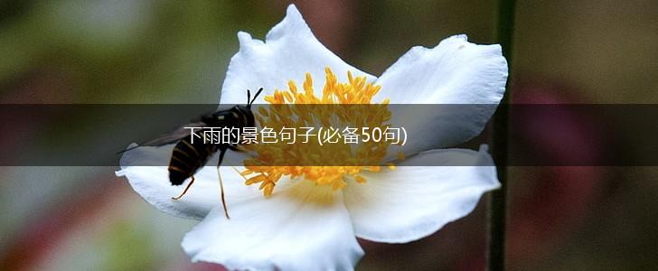 下雨的景色句子(必备50句),第1张