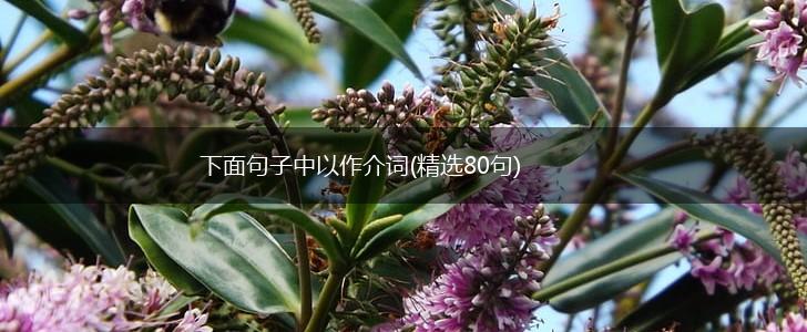 下面句子中以作介词(精选80句),第1张