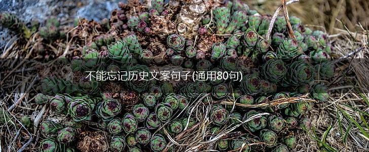 不能忘记历史文案句子(通用80句),第1张