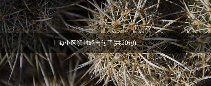 上海小区解封感言句子(共20句),第1张
