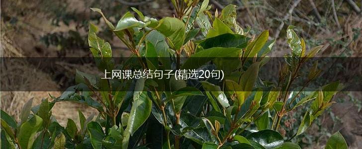 上网课总结句子(精选20句),第1张