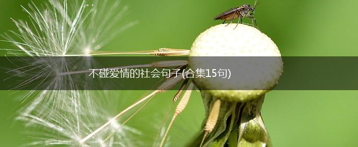 不碰爱情的社会句子(合集15句),第1张