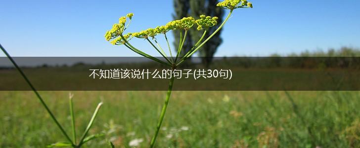 不知道该说什么的句子(共30句),第1张