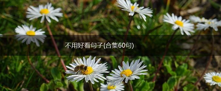不用好看句子(合集60句),第1张