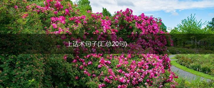 上话术句子(汇总20句),第1张
