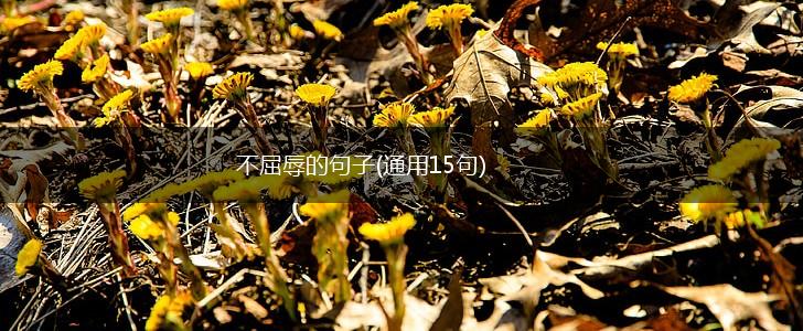 不屈辱的句子(通用15句),第1张