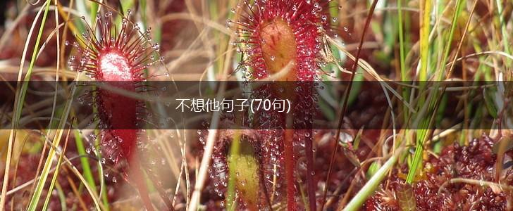 不想他句子(70句),第1张