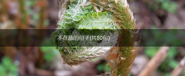 不在舔的句子(共80句),第1张