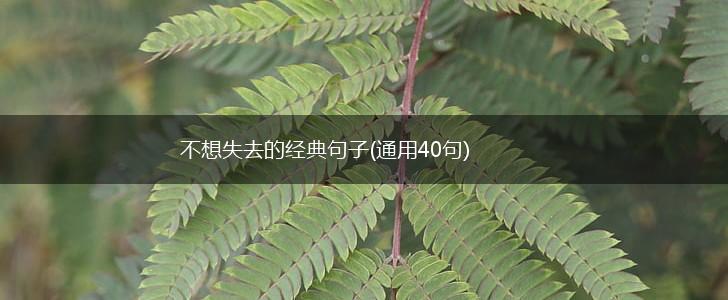 不想失去的经典句子(通用40句),第1张