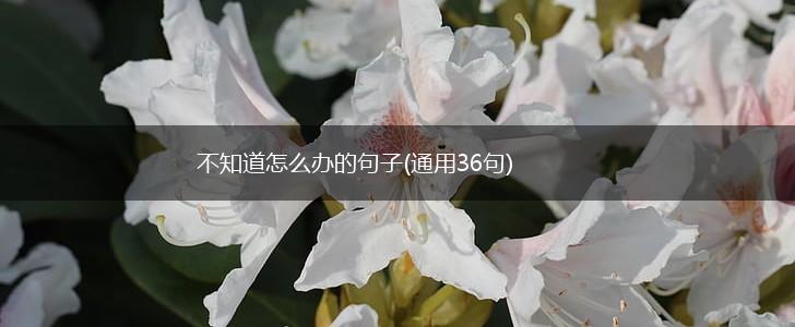 不知道怎么办的句子(通用36句),第1张