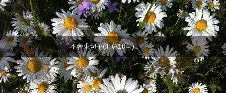 不奢求句子(汇总10句),第1张