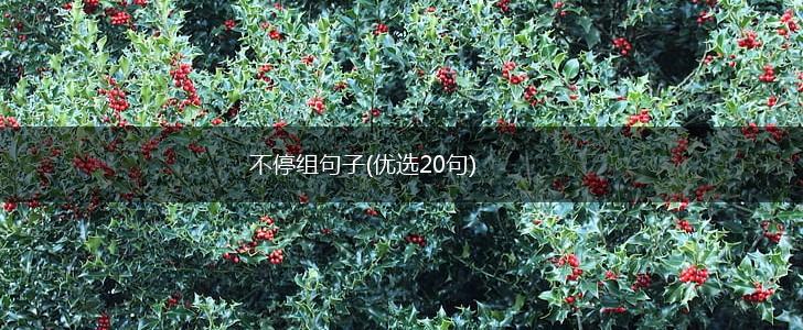 不停组句子(优选20句),第1张