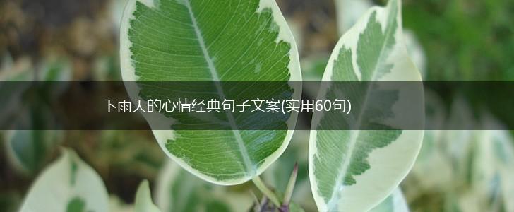 下雨天的心情经典句子文案(实用60句),第1张