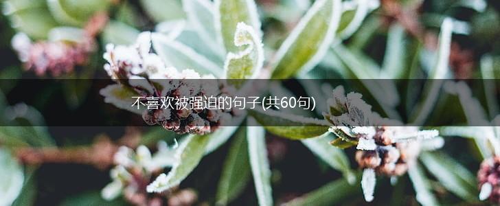 不喜欢被强迫的句子(共60句),第1张
