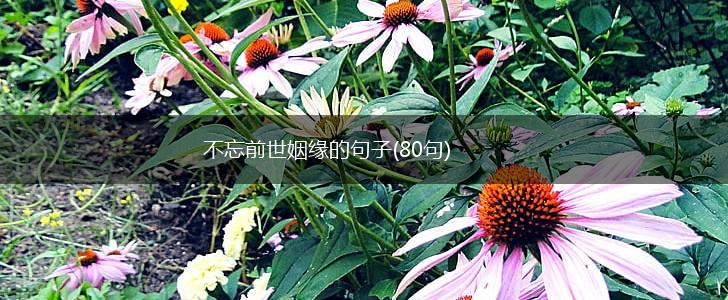 不忘前世姻缘的句子(80句),第1张