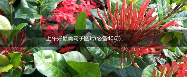 上午好最美句子图片(必备40句),第1张