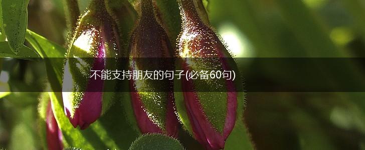 不能支持朋友的句子(必备60句),第1张