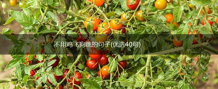不用鸡飞狗跳的句子(优选40句),第1张